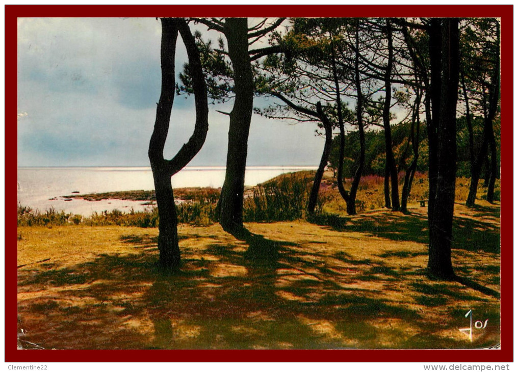 Dept 29  Beg Meil - Les Pins Sur Les Dunes      (san Recto Et Verso ) - Beg Meil