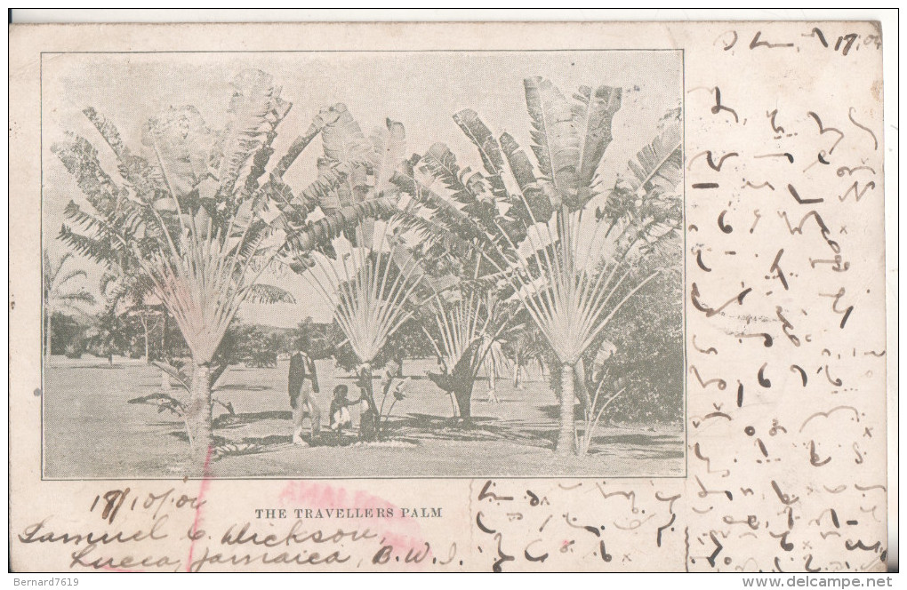 Jamaique The Travellers Palm - Autres & Non Classés
