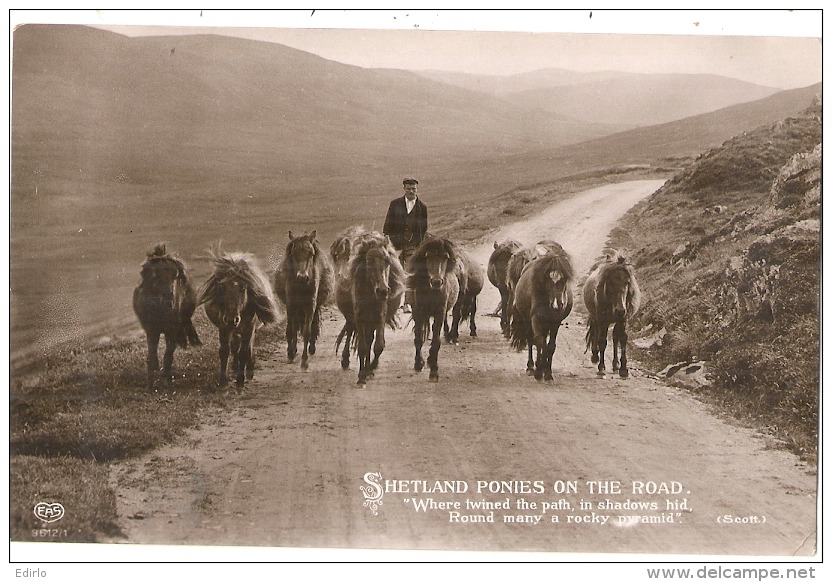 SHETLAND PONIES  On The Road Stamped 1911 So Nice - TTB  Royaume Uni Poeme Alan Scott - Cavalli