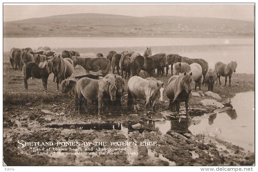 SHETLAND PONIES  By The Water's Edge Stamped 1911 So Nice - TTB  Royaume Uni Poeme - Cavalli