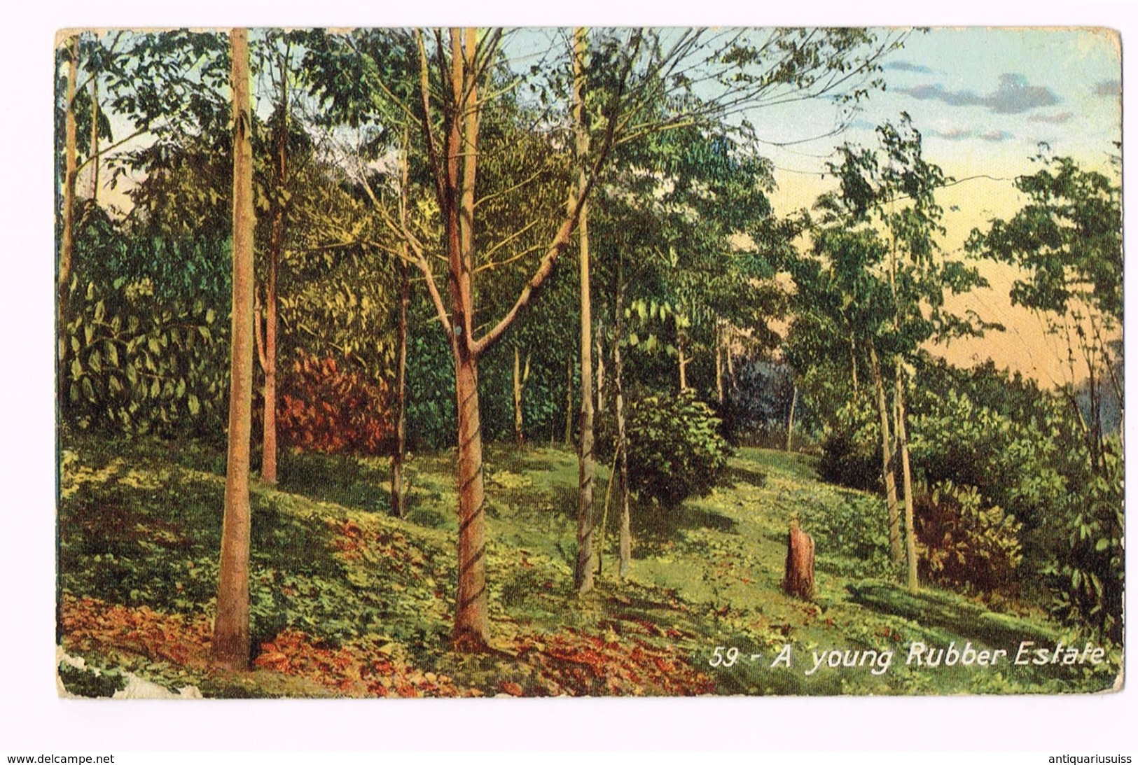 A Young Rubber Estate 1909 - Ceylon (Ceylan) - Timbre/stamp - Sri Lanka (Ceylon)