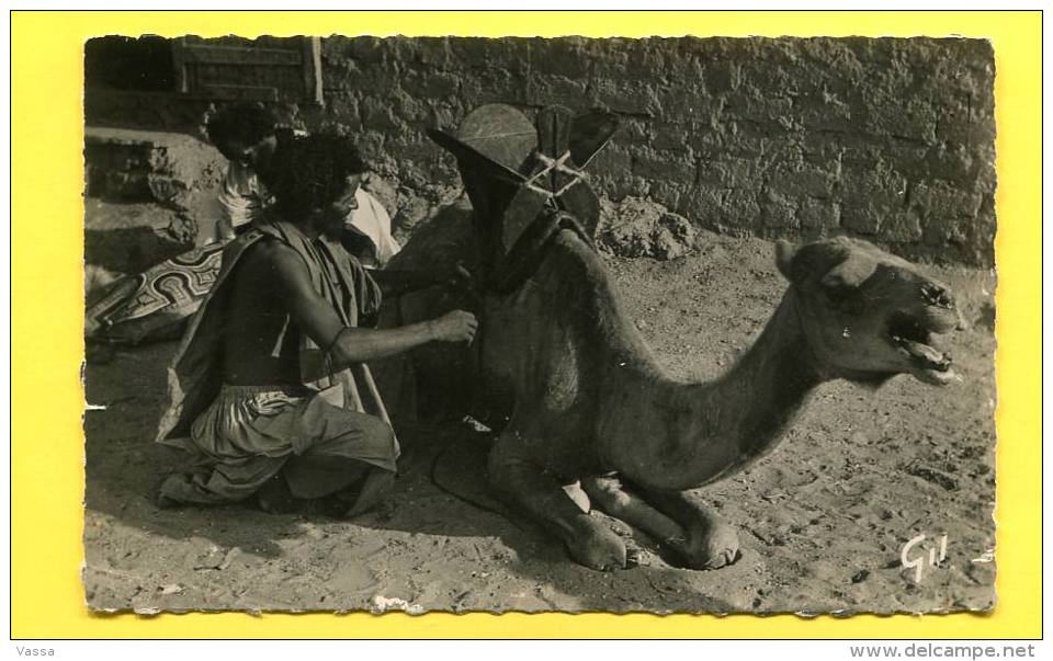 Mauritanie-  Maure Sellant Sa Monture - Chameau - Kamel - Mauretanien