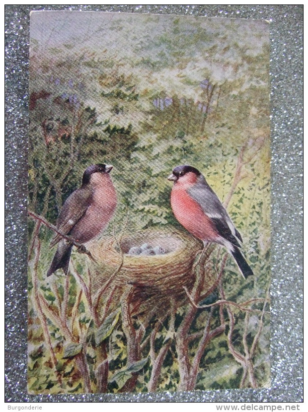 LOT DE 3 BELLES CARTES / SALMON SERIES / COMMON WREN, RING OUSELS & BULLFINCHES - Uccelli