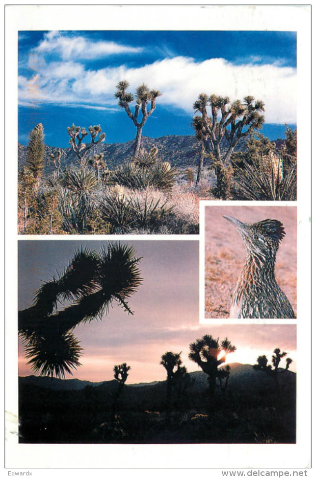 Joshua Tree National Park, California, United States US Postcard Posted 2007 Stamp - Autres & Non Classés