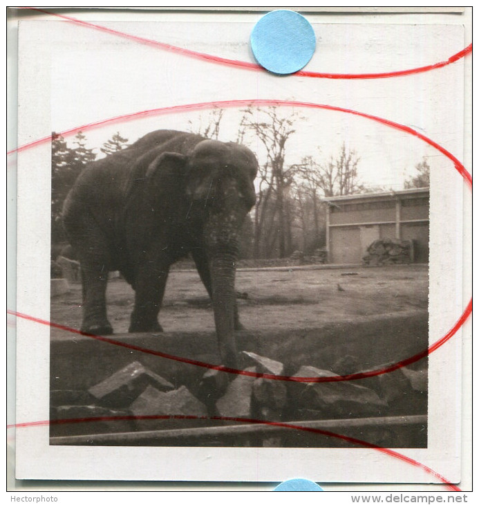 ELEPHANT Animal Parc De La Tête D'or LYON Polaroid 1973 - Places