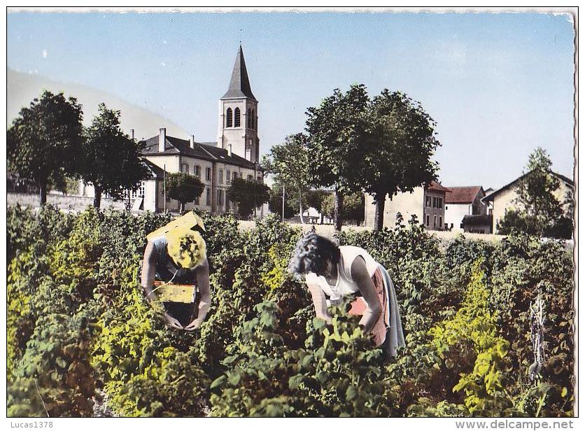 74 / 74 - Savoie - Léman - Faucigny - La Cueillette Des Framboises - Faucigny