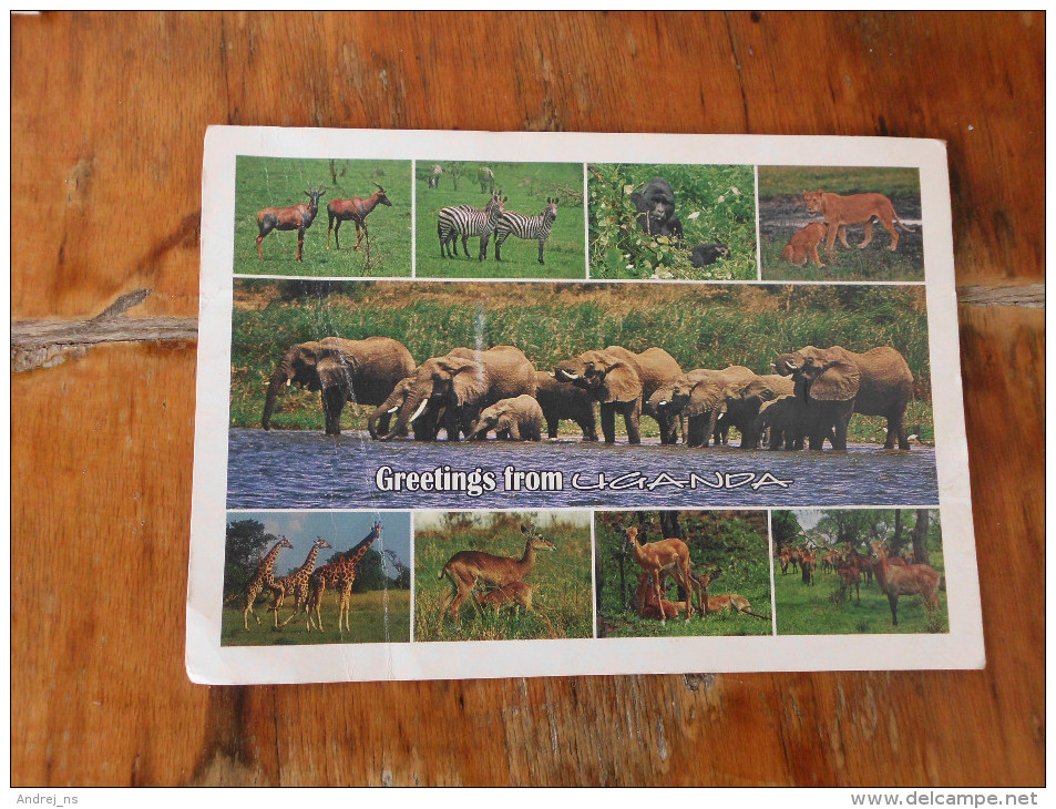 Greetings From Uganda Animals - Ouganda