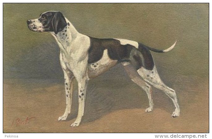 POINTER DOG ~ FINE OLD ARTISTIC Postcard - Chiens