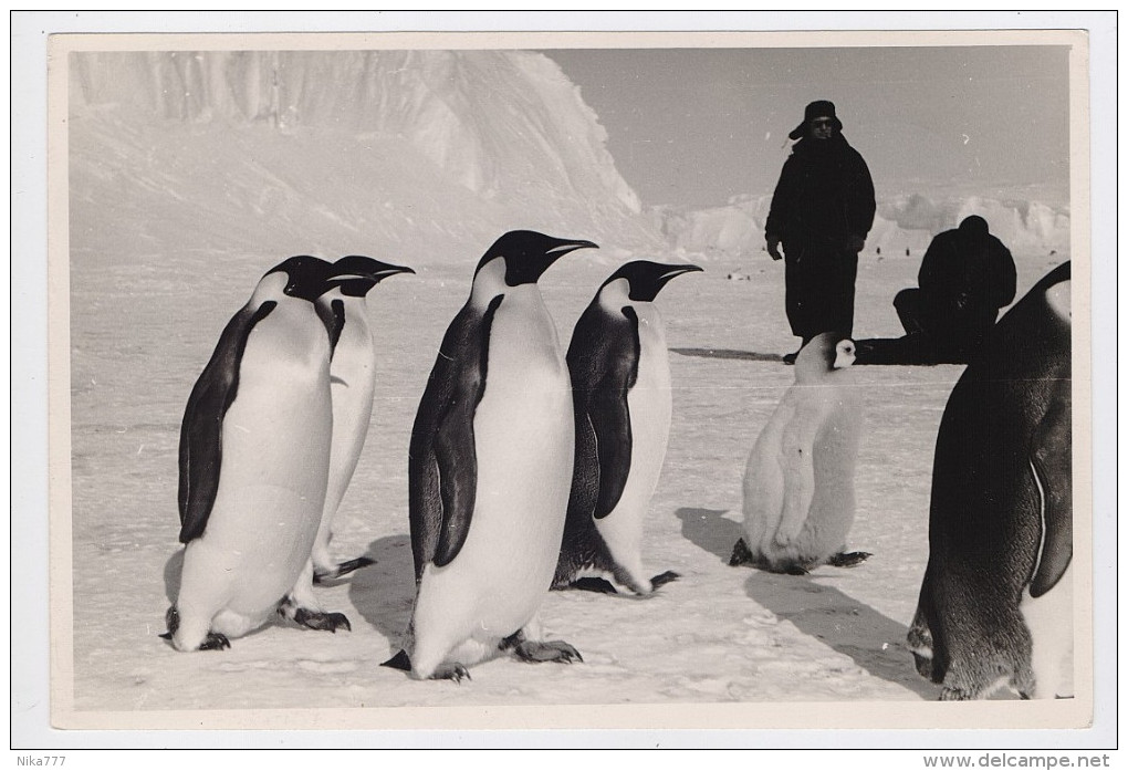 ANTARCTIC Station Mirny Base SAE -15 Pole Used Cancel Photo RUSSIA USSR Penguin - Forschungsstationen