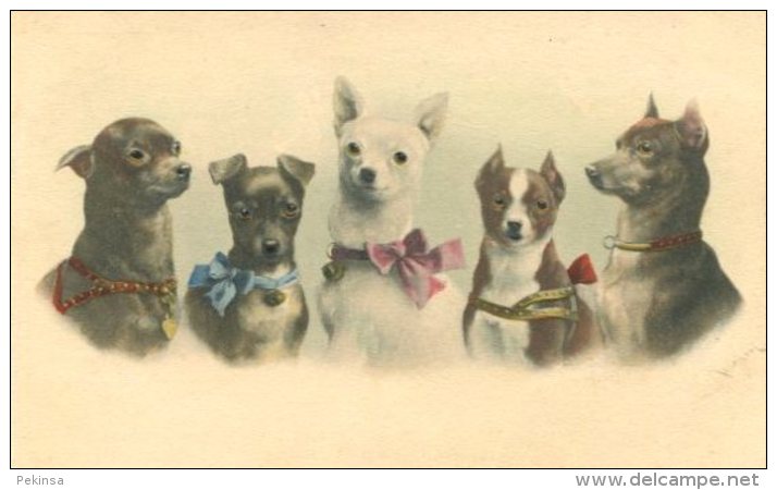 STRANGE DOGS ~ EXCELLENT EARLY Postcard Signed REICHERT 1900 - Chiens