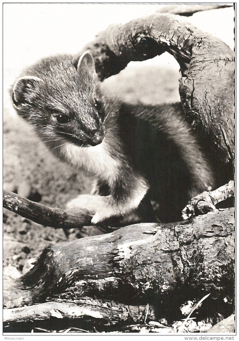 CPSM Animaux - Jeune Hermine - Publicité Transfusine - N° 196 - Sonstige & Ohne Zuordnung