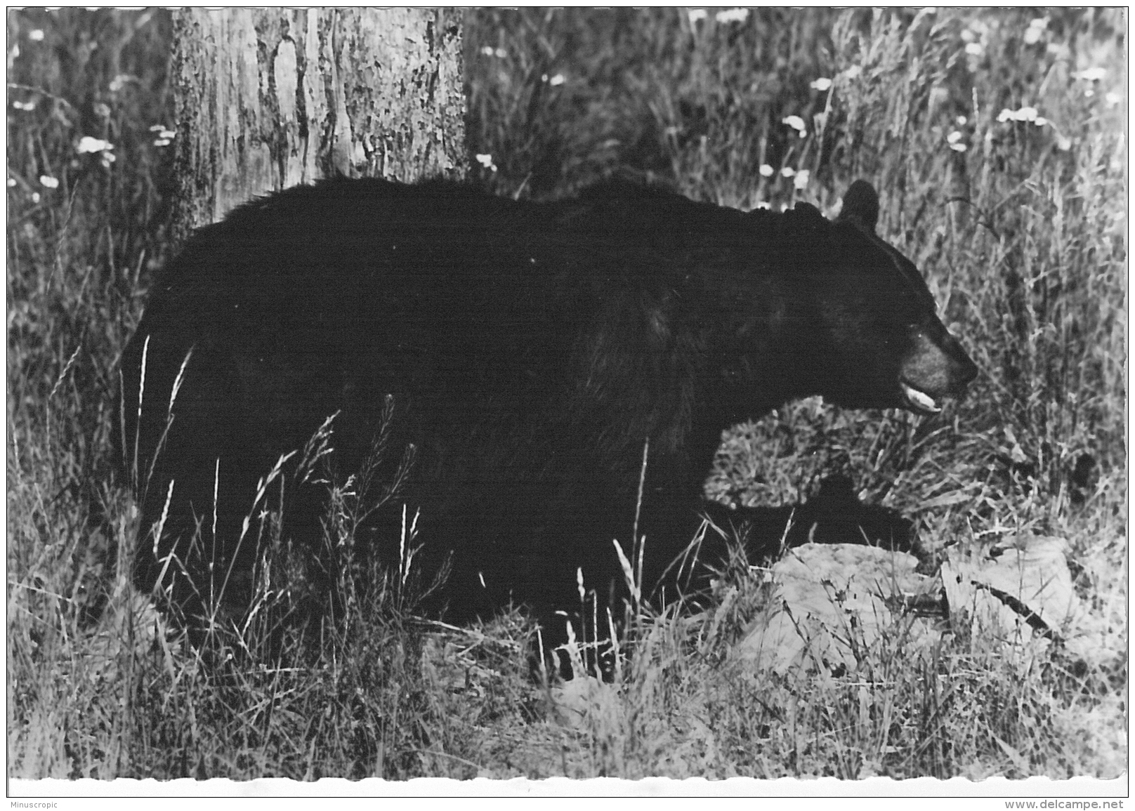 CPSM Animaux - Ours Noir - Baribal - Publicité Transfusine - N° 111 - Bears