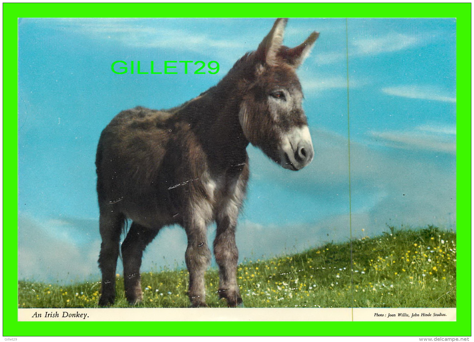 IRELAND - AN IRISH DONKEY - JOHN HIDE ORIGINAL No 2/336 - - Autres & Non Classés