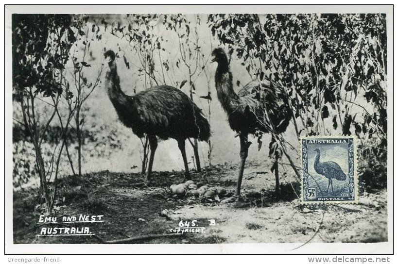 14808 Australia,  Maximum  1955 ?   Emu - Maximumkarten (MC)