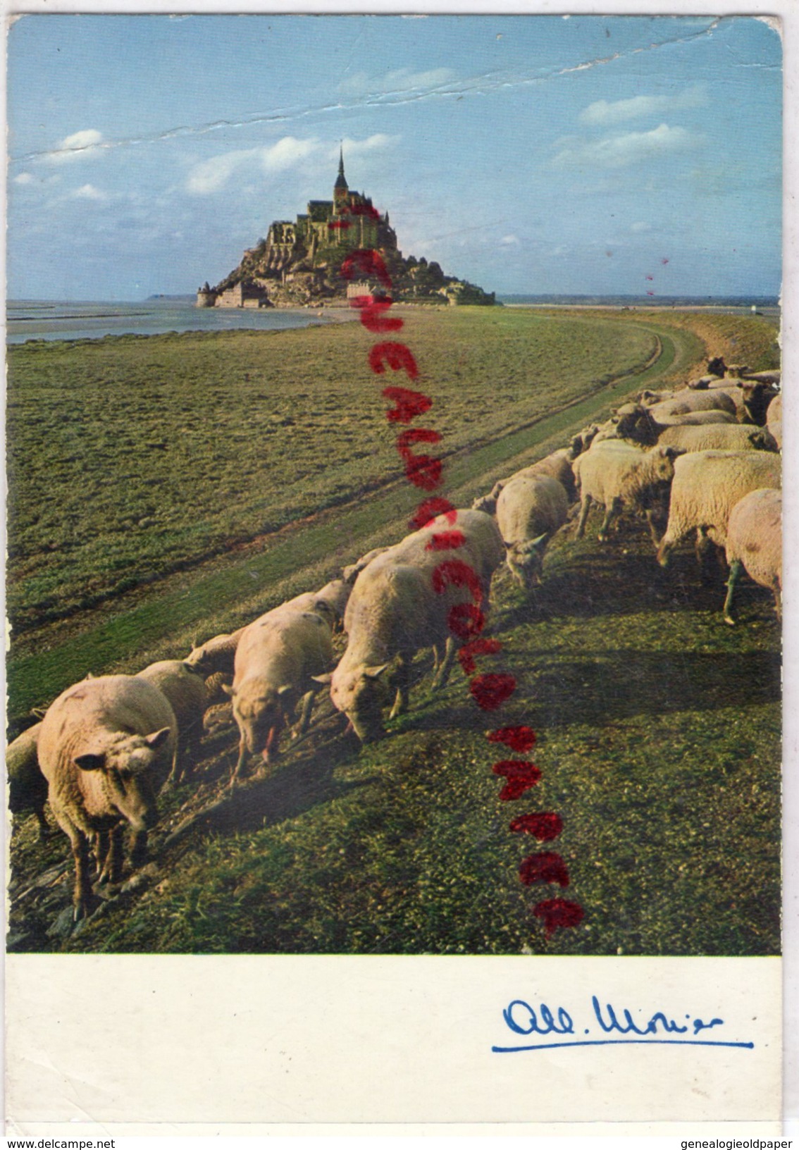 ALBERT MONIER - LE MONT SAINT MICHEL -LA DIGUE A MAREE BASSE ET LES FAMEUX MOUTONS DE PRES SALES - Photographs