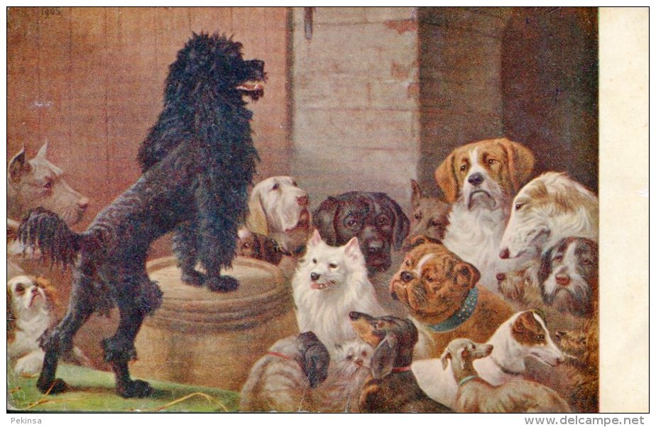 POODLE DOG ADDRESSES DOG GATHERING OLD Postcard SPERLING - Chiens