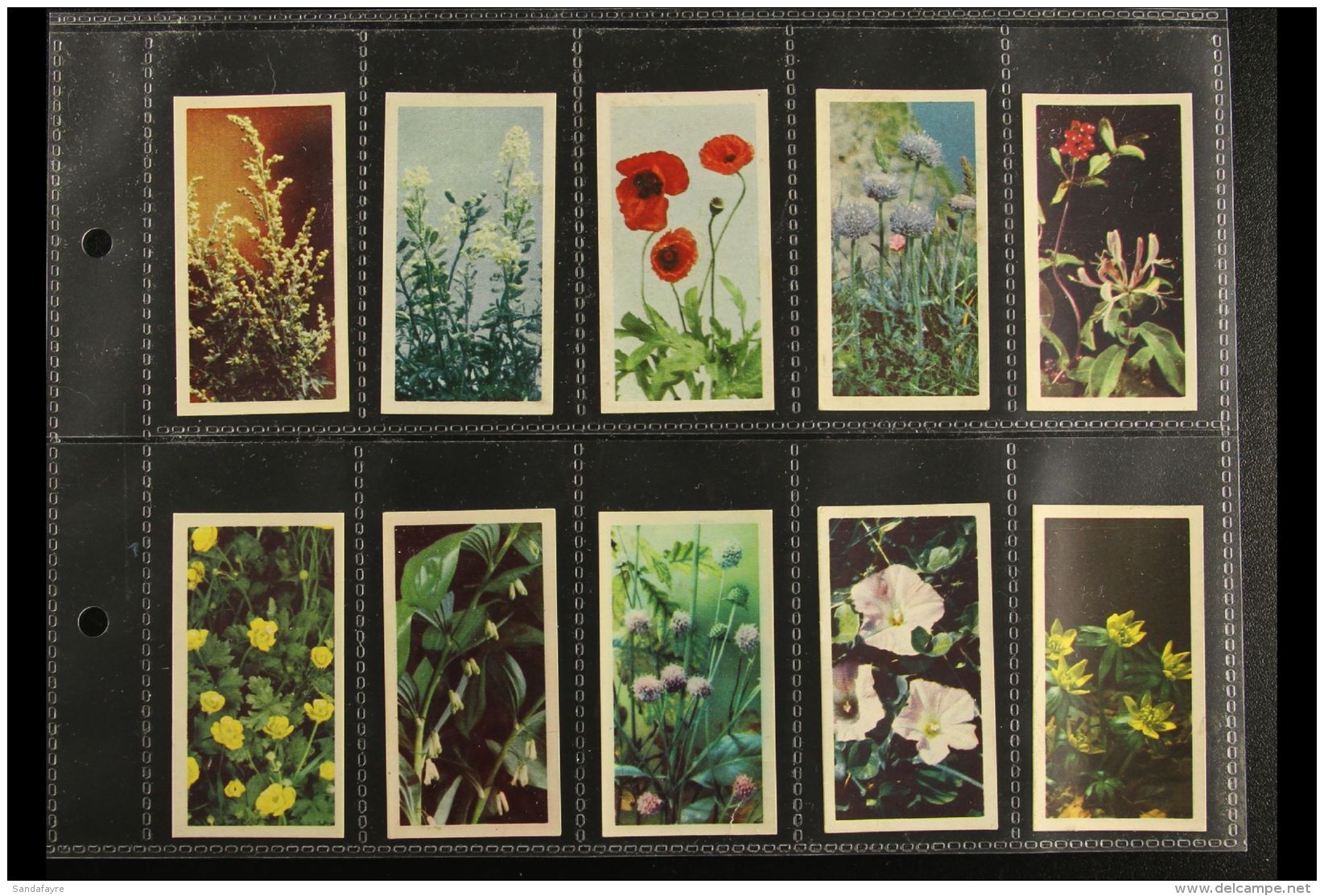 BROOKE BOND 1955 "Wild Flowers, A Series" Complete Set, Very Fine. (50 Cards) For More Images, Please Visit... - Unclassified