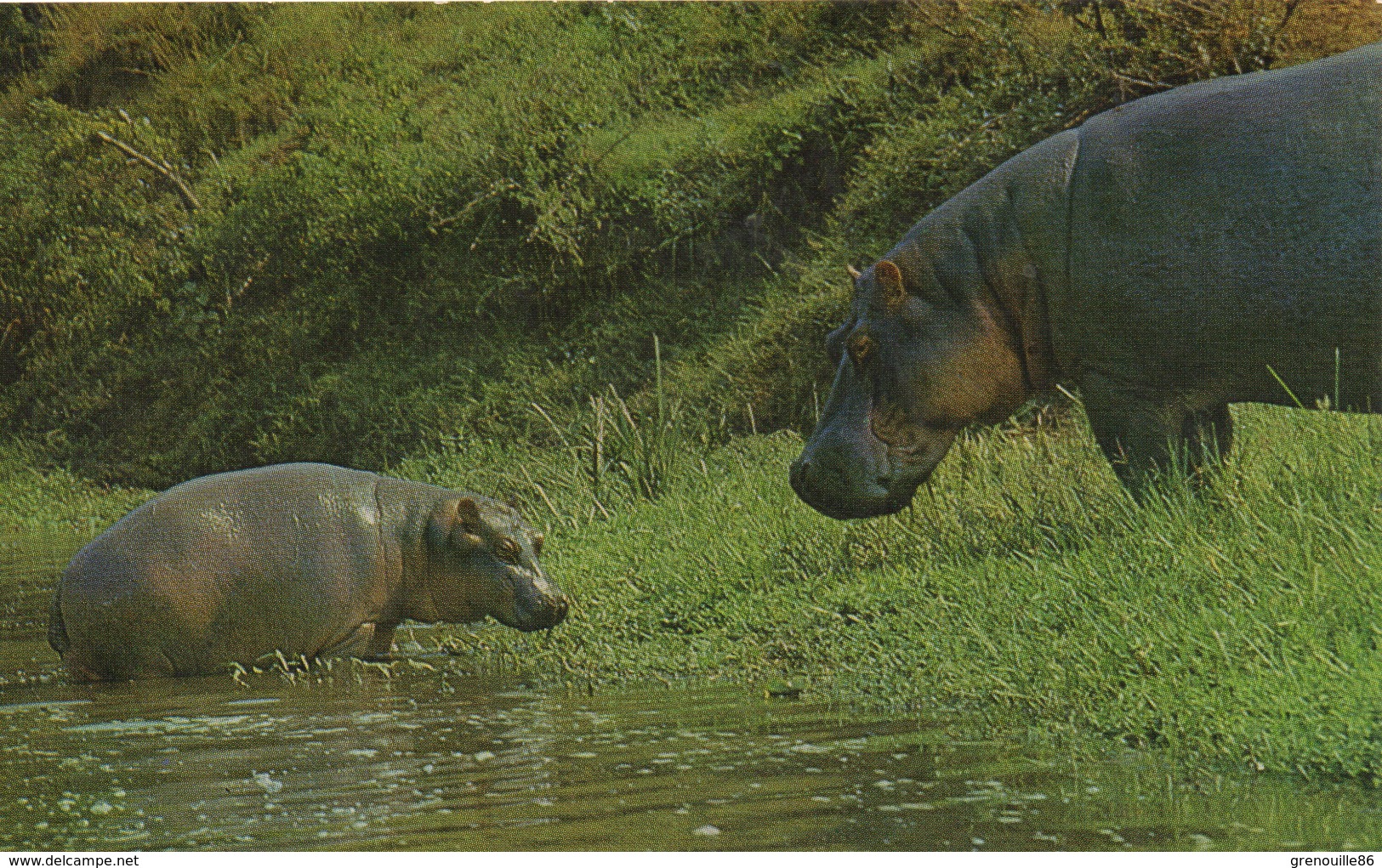CPM ANIMAL Hippopotame Avec Son Petit "African Wild Life" - Hippopotamuses