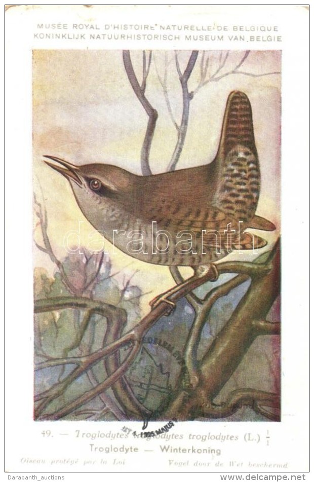 ** * 71 Db MODERN énekes Madár Motívumlap / 71 Modern Birds Motive Cards - Non Classés