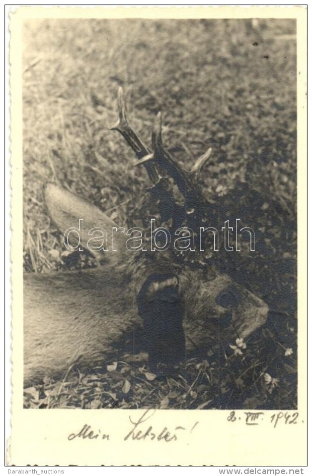 ** * 71 Db MODERN Szarvas és Å‘z Motívumlap / 71 Modern Deer Motive Cards - Non Classés