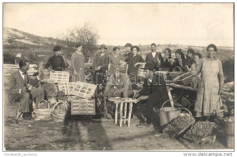 * T2 1929 Sofia, Grape Harvest, Group Photo - Non Classés