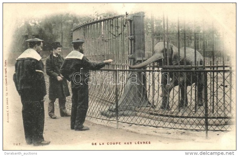 T2/T3 De La Coupe Aux Levres / French Navy Sailor In The Zoo, Elephant (EK) - Non Classés