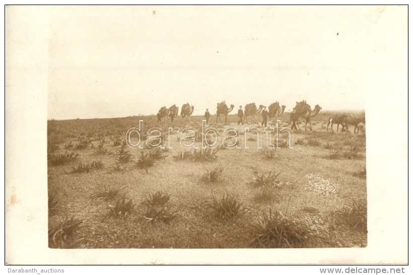 ** T2/T3 Osztrák-magyar Tengerészek Tevékkel / Austro-Hungarian Navy Mariners With Camels,... - Non Classés