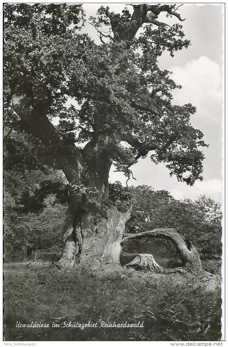 AK 0536  Urwaldriese Im Schutzgebiet Reinhardswald - Foto Fritz Um 1960 - Bäume