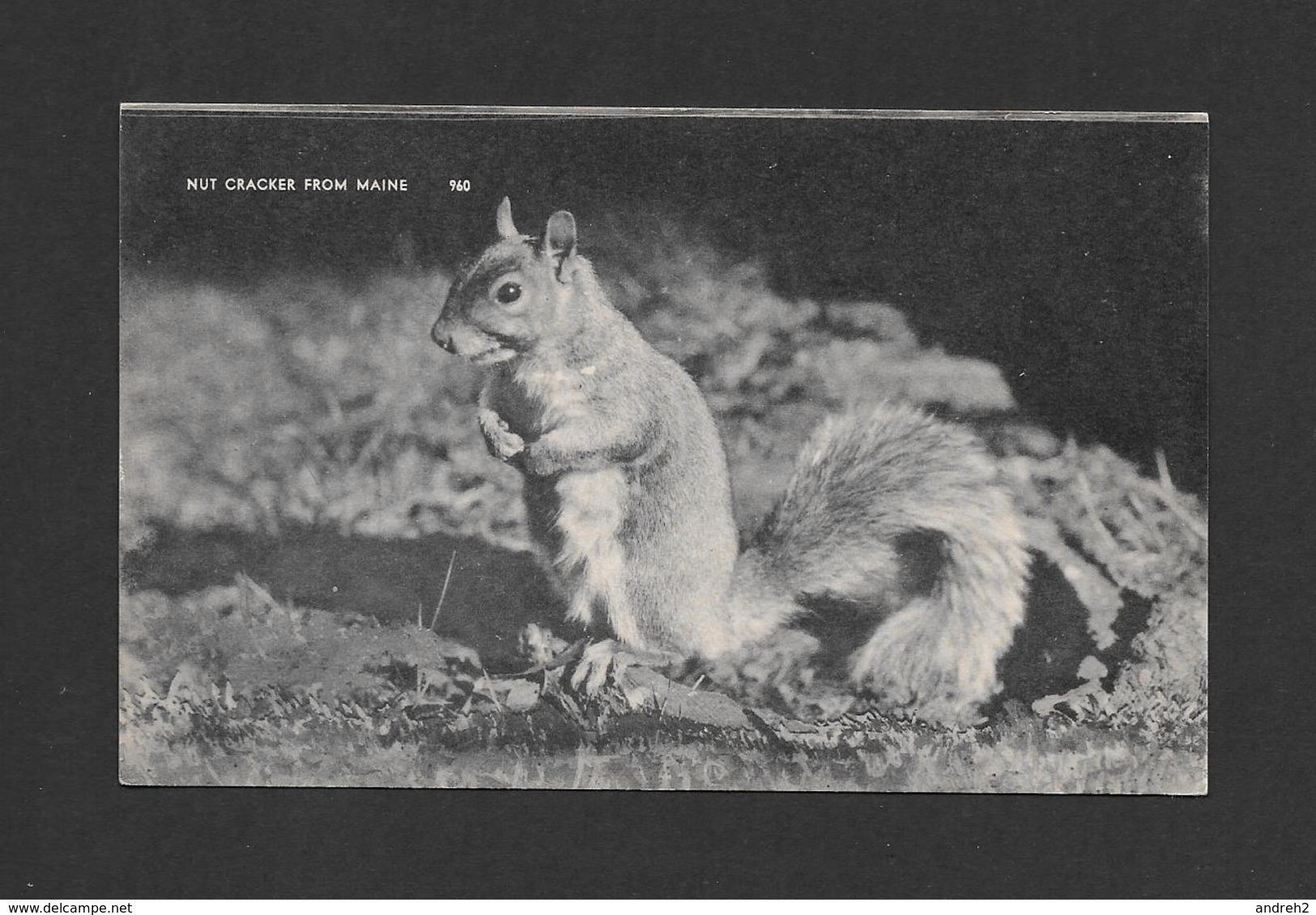 ANIMAUX - ANIMALS - ÉCUREUIL - SQUIRREL - NUT CRACKER FROM MAINE - BY AMERICAN ART POST CARD - Autres & Non Classés