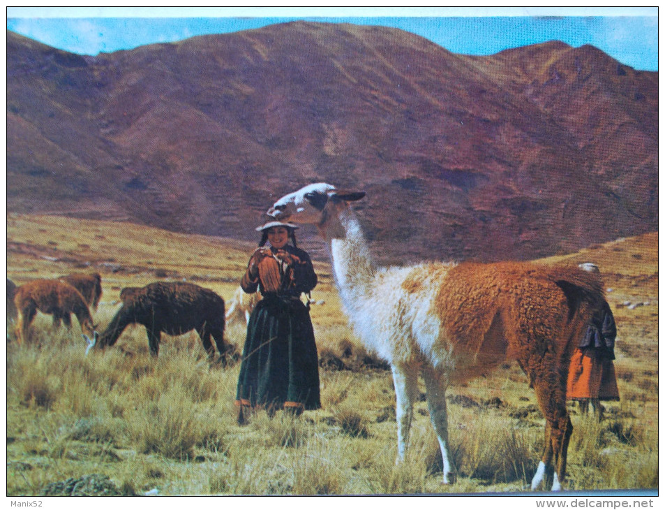 PÉROU - AYACUCHO - Indigena Ayacuchana Pastando Llamas. - Perù