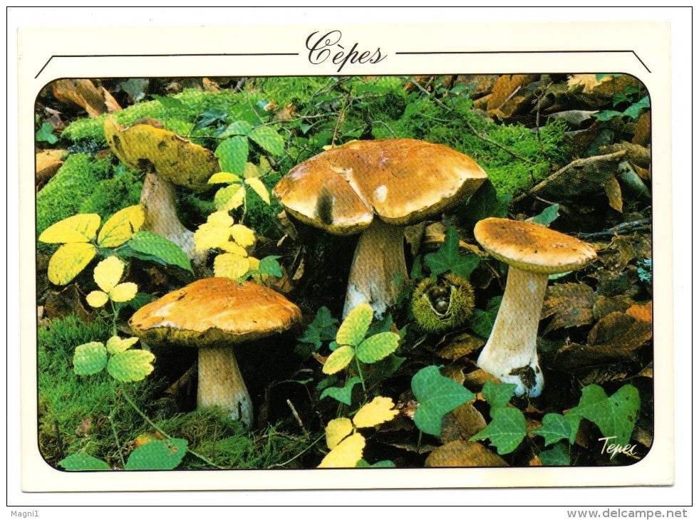 Cepes De Bordeaux - Pilze