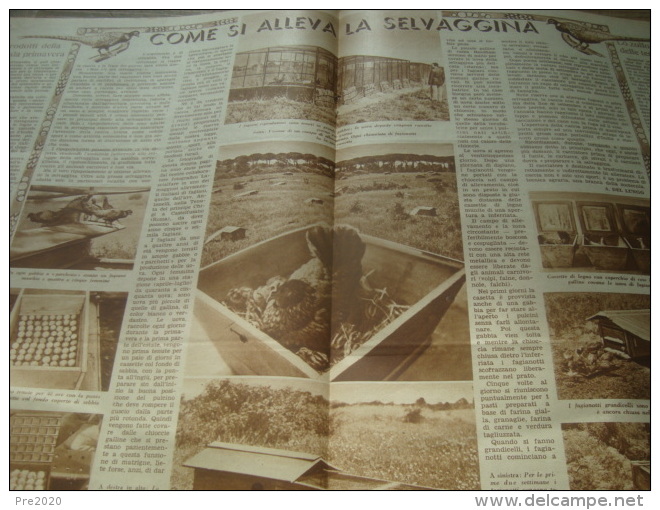 DOMENICA DELL’AGRICOLTORE 1937 SANTA MARIA DEL PIANO POLESINE ZIBELLO PARMA REGGIOLO CASTELFUSANO - Altri & Non Classificati