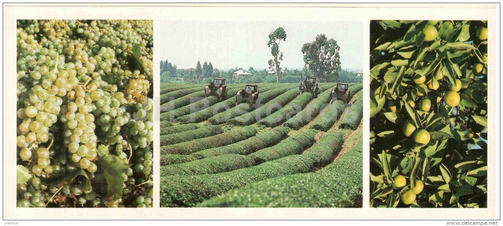 Grape - Tea Plantation - Citrus - 1983 - Georgia USSR - Unused - Géorgie