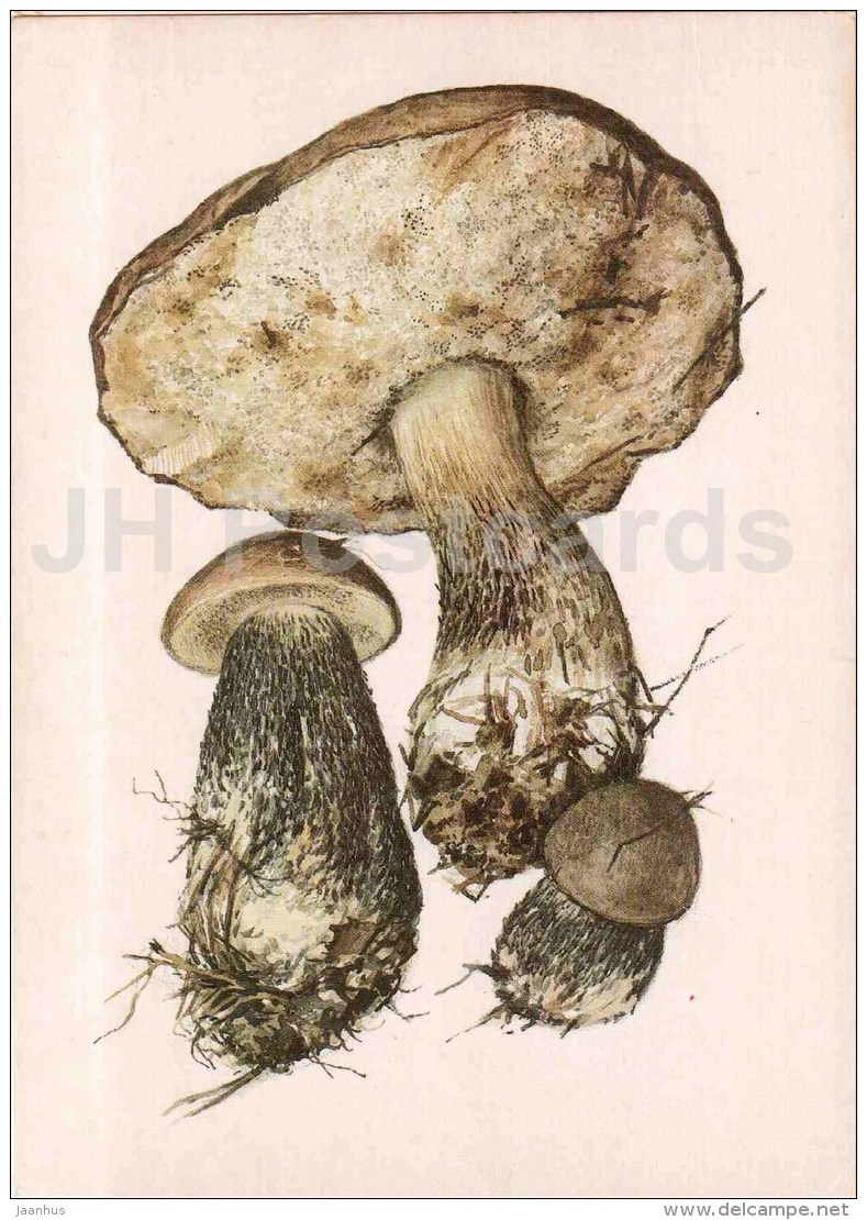 Leccinum Roseafractum - Boletus - Mushroom - 1986 - Russia USSR - Unused - Mushrooms