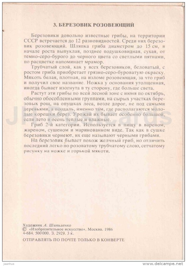 Leccinum Roseafractum - Boletus - Mushroom - 1986 - Russia USSR - Unused - Paddestoelen