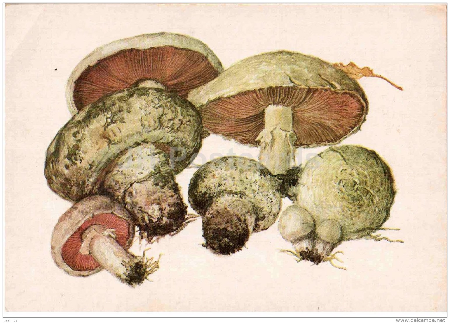 Agaricus Campestris - Field Mushroom - Mushroom - 1986 - Russia USSR - Unused - Champignons
