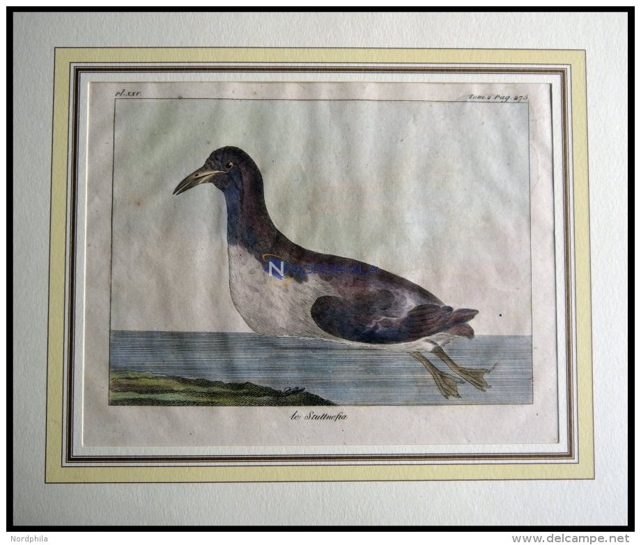 Der Schwimmvogel (le Stuttnefa), Kolorierter Kupferstich Von Olafsen Aus Atlas Du Voyage En Islande Von 1802 - Lithographies