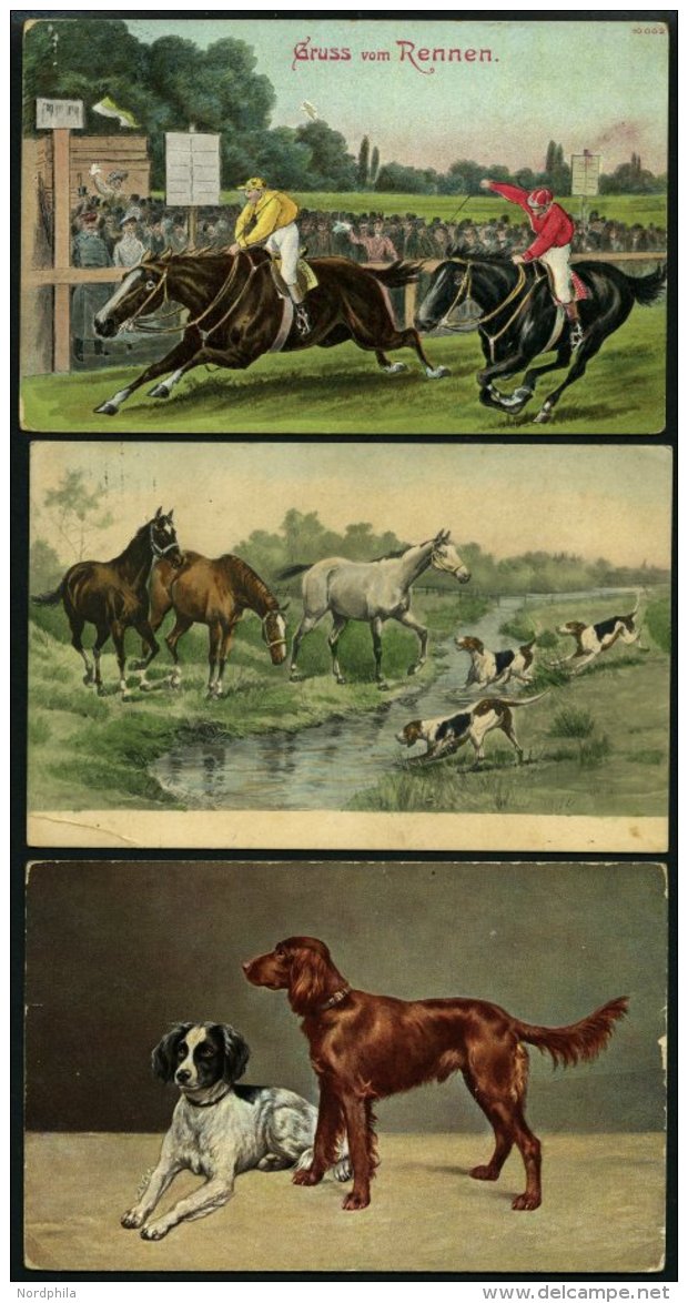 ALTE POSTKARTEN - VARIA Tiere, 3 Verschiedene Ansichtskarten (2x Pferd Und 1x Hund) - Other & Unclassified