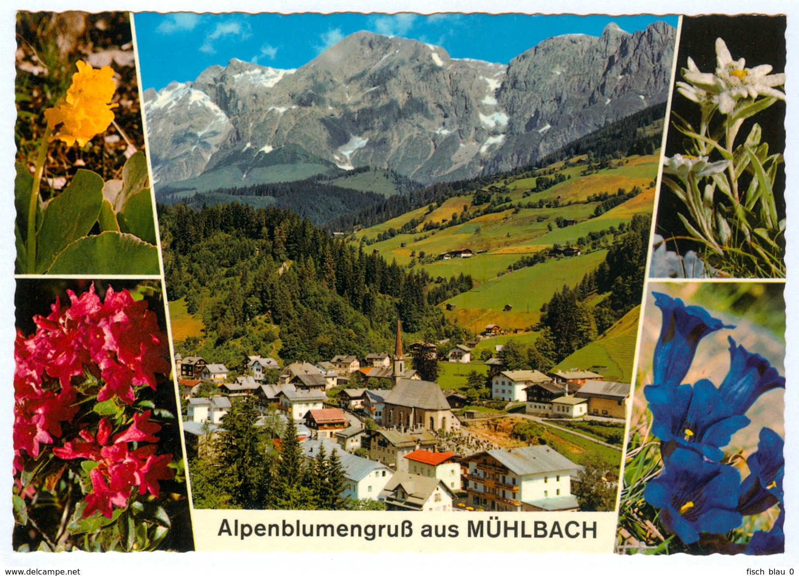 AK Salzburg 5505 Mühlbach Am Hochkönig Bei Bischofshofen Im Saluzburger Pongau Alpenblumengruß Österreich Austria Blumen - Mühlbach Am Hochkönig