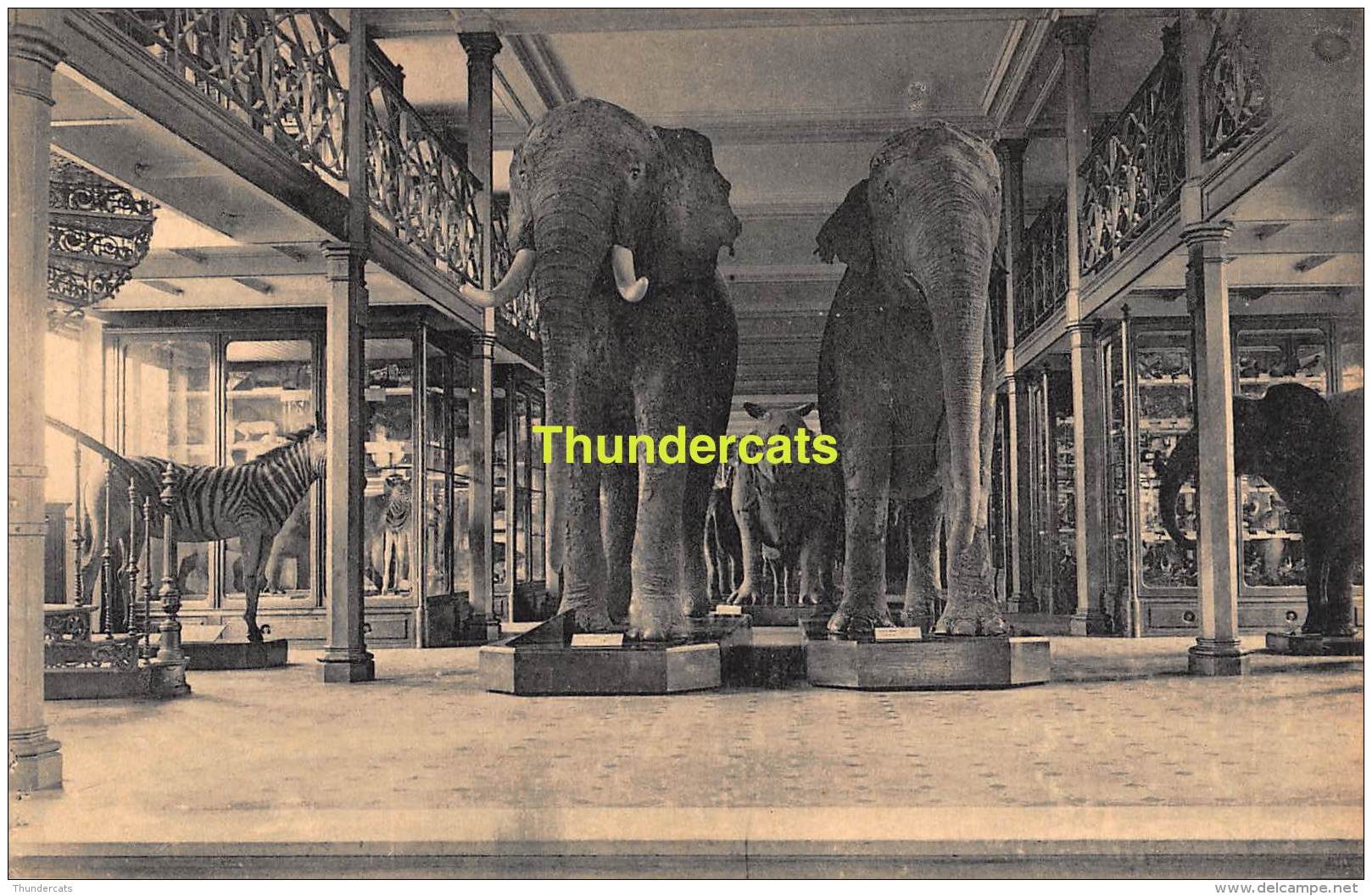CPA MUSEE ROYAL D'HISTOIRE NATURELLE BRUXELLES ELEPHANTS - Musées