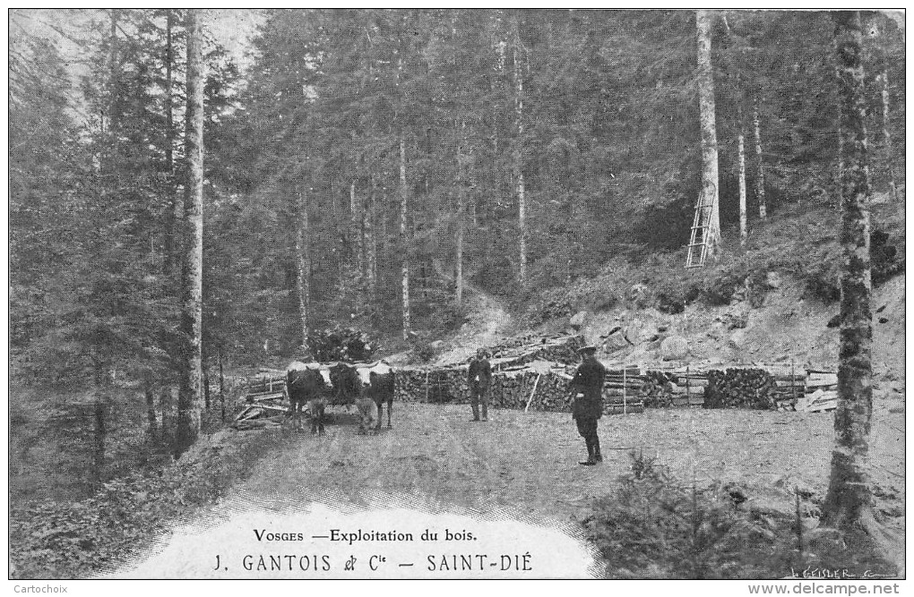 88 - St-Dié - Exploitation Du Bois - ( J.Gantois Et Cie ) - Saint Die