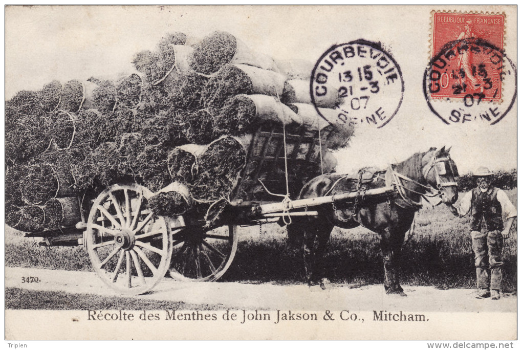 Mitcham - Récolte Des Menthes De John Jackson & Co - London Suburbs