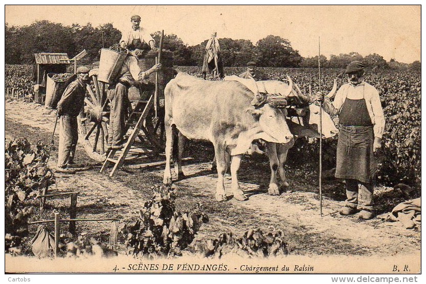 21 SCENES De VENDANGES   Chargement Du Raisin - Other & Unclassified