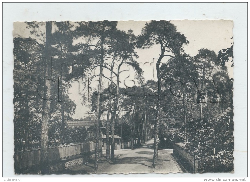 Beauchamp (Val-d´Oise)  : L´avenue Des Sapins En 1963 GF. - Beauchamp