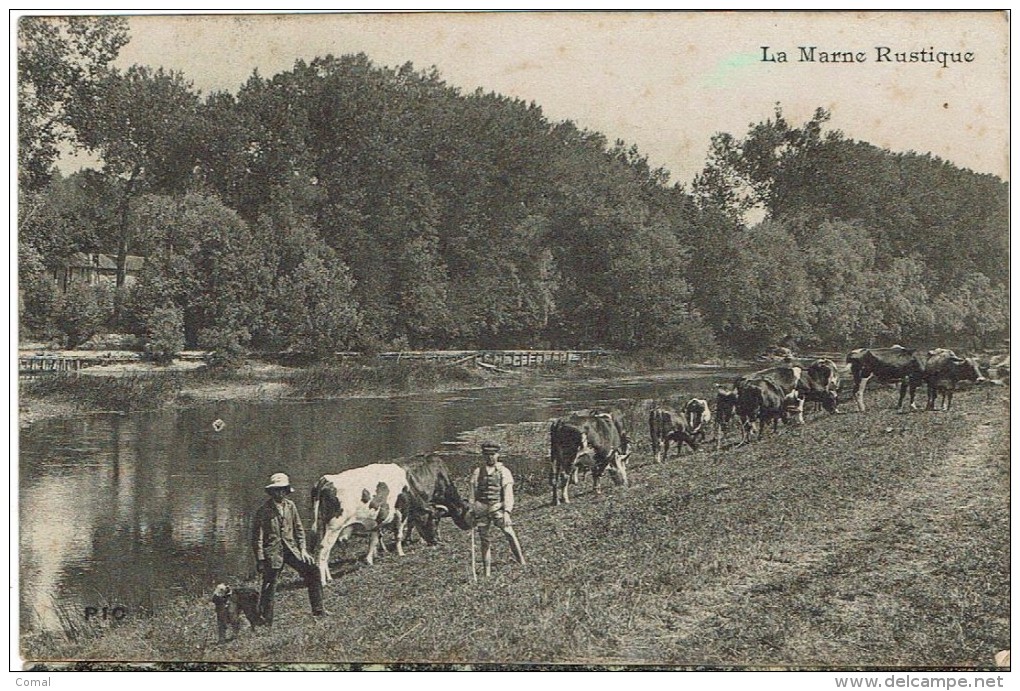 CPA - LA MARNE RUSTIQUE - Animation, Vaches Au Bord De L'eau - Autres & Non Classés