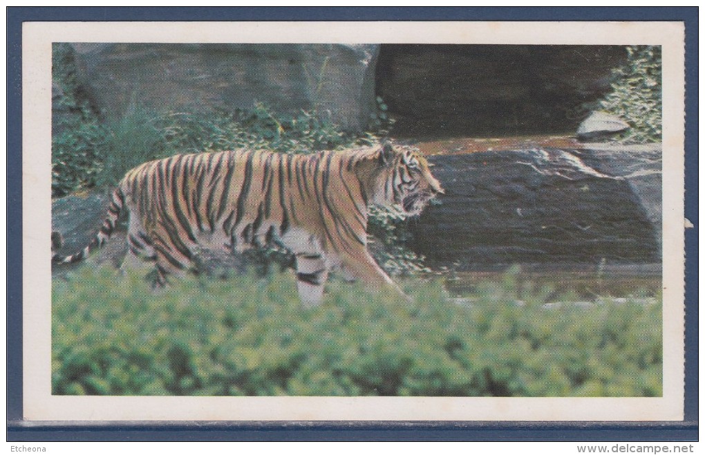 = Carte Postale Tigre, Safari Prisunic, Espèce De Mammifère Carnivore De La Famille Des Félidés - Rhinocéros