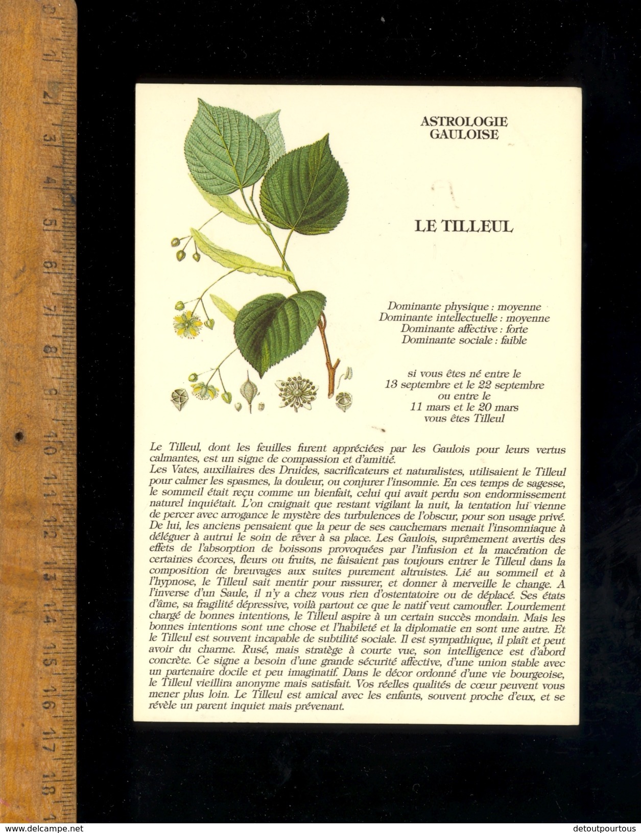 LE TILLEUL Plante Médicinale Druidique / Astrologie Gauloise Druide - Plantes Médicinales