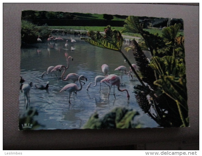 Parc Zoologique De Cleres. Flamants Roses. - Clères