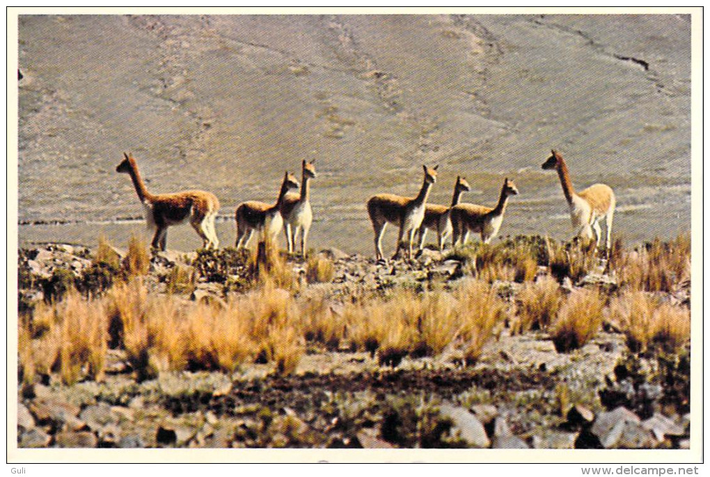 Pérou-PERU - Vicunas En Los Andes Peruenos Peruvian ( Lama Andes Péruviennes (Cordillère Des Andes)*PRIX FIXE - Peru