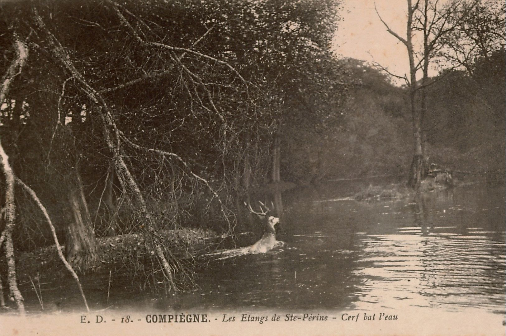 Bon lot 18 cpa Vénerie, Chasse à Courre au cerf , diverses forêts de France , 16 cartes sont en bon état